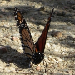 Danaus plexippus at Googong, NSW - 17 Apr 2022