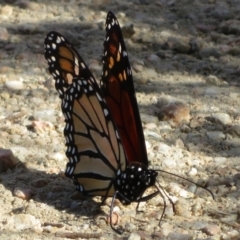 Danaus plexippus at Googong, NSW - 17 Apr 2022