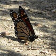 Danaus plexippus at Googong, NSW - 17 Apr 2022 03:11 PM