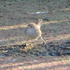 Poodytes gramineus (Little Grassbird) at Jerrabomberra Wetlands - 17 Apr 2022 by Christine
