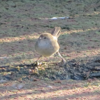 Poodytes gramineus (Little Grassbird) at Fyshwick, ACT - 17 Apr 2022 by Christine