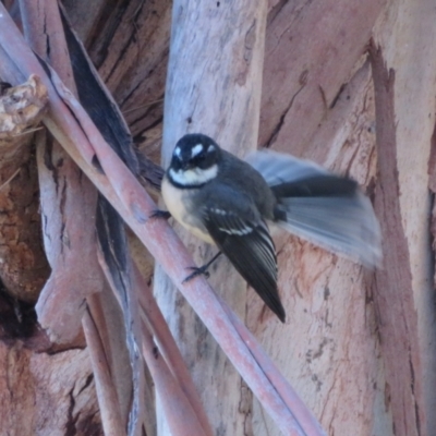 Rhipidura albiscapa (Grey Fantail) at Jerrabomberra Wetlands - 17 Apr 2022 by Christine