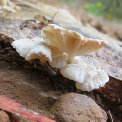 Unverified Other fungi on wood at Cotter River, ACT - 18 Apr 2022 by Christine