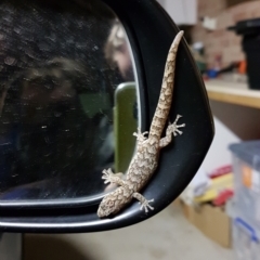 Christinus marmoratus (Southern Marbled Gecko) at Gordon, ACT - 19 Apr 2022 by Zippy