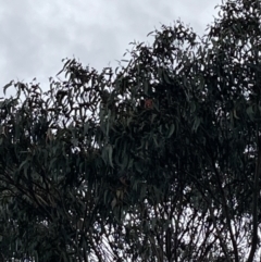 Callocephalon fimbriatum (Gang-gang Cockatoo) at Deakin, ACT - 18 Apr 2022 by IanBurns