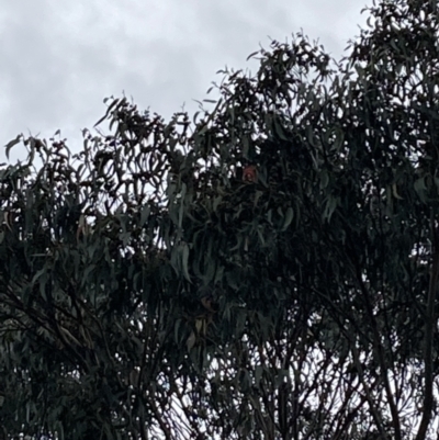 Callocephalon fimbriatum (Gang-gang Cockatoo) at Deakin, ACT - 19 Apr 2022 by IanBurns
