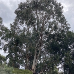 Callocephalon fimbriatum at Deakin, ACT - suppressed