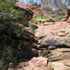 Ficus platypoda (Native Rock Fig) at Petermann, NT - 12 Mar 2010 by jks