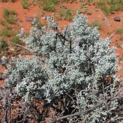 Unidentified Other Shrub at Petermann, NT - 12 Mar 2010 by jks