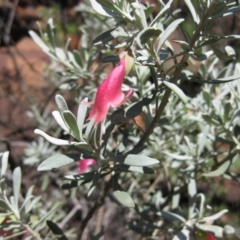 Eremophila latrobei (Crimson Turkey Bush) at Petermann, NT - 12 Mar 2010 by jks