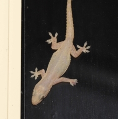 Hemidactylus frenatus at Wellington Point, QLD - suppressed