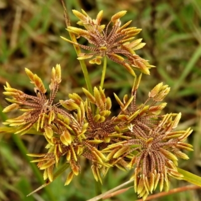 Cyperus eragrostis (Umbrella Sedge) at Coree, ACT - 19 Apr 2022 by JohnBundock