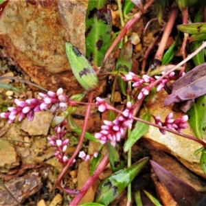 Persicaria decipiens at Coree, ACT - 19 Apr 2022