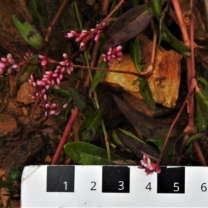 Persicaria decipiens at Coree, ACT - 19 Apr 2022