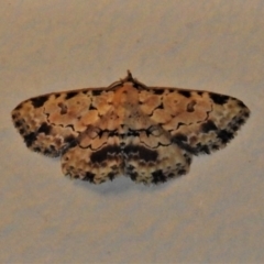 Sandava xylistis at Wanniassa, ACT - 17 Apr 2022