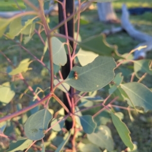 Brunotartessus fulvus at Hackett, ACT - 12 Mar 2022