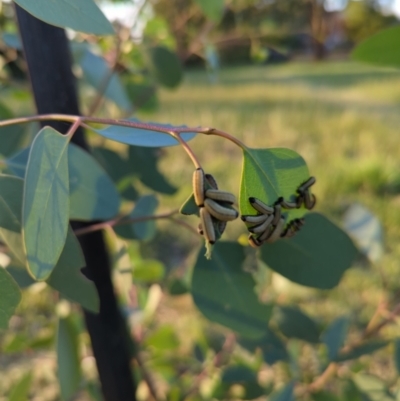 Paropsisterna cloelia (Eucalyptus variegated beetle) at Holtze Close Neighbourhood Park - 12 Mar 2022 by mareehill