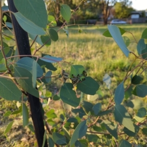 Paropsisterna cloelia at Hackett, ACT - 12 Mar 2022