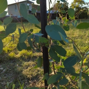 Paropsisterna cloelia at Hackett, ACT - 12 Mar 2022