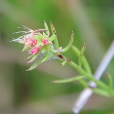 Haloragis heterophylla (Variable Raspwort) at Mongarlowe River - 19 Apr 2022 by LisaH