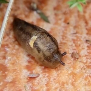 Ambigolimax sp. (valentius and waterstoni) at Mongarlowe, NSW - suppressed