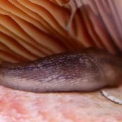 Ambigolimax sp. (valentius and waterstoni) at Mongarlowe, NSW - suppressed