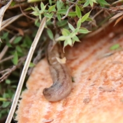 Ambigolimax sp. (valentius and waterstoni) at Mongarlowe, NSW - 19 Apr 2022