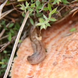 Ambigolimax sp. (valentius and waterstoni) at Mongarlowe, NSW - suppressed