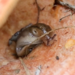 Ambigolimax sp. (valentius and waterstoni) at Mongarlowe, NSW - suppressed