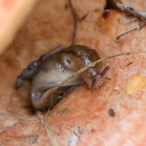 Ambigolimax sp. (valentius and waterstoni) at Mongarlowe, NSW - suppressed