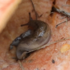 Ambigolimax sp. (valentius and waterstoni) at Mongarlowe, NSW - 19 Apr 2022