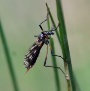 Gynoplistia sp. (genus) at Mongarlowe, NSW - 19 Apr 2022