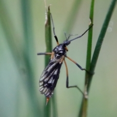 Gynoplistia sp. (genus) at Mongarlowe, NSW - 19 Apr 2022