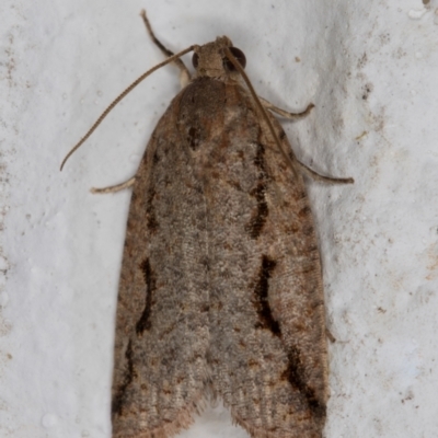 Meritastis undescribed species (A Tortricid moth) at Melba, ACT - 7 Mar 2022 by kasiaaus