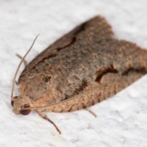 Meritastis undescribed species at Melba, ACT - 8 Mar 2022 01:06 AM