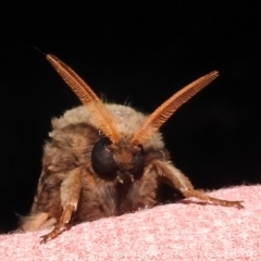 Oxycanus (genus) at Kambah, ACT - suppressed