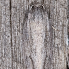 Agriophara (genus) (A concealer moth) at Melba, ACT - 9 Mar 2022 by kasiaaus