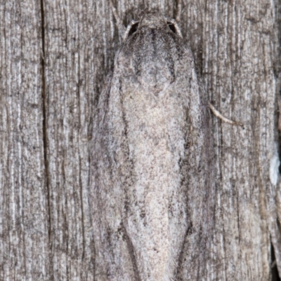 Agriophara (genus) (A concealer moth) at Melba, ACT - 9 Mar 2022 by kasiaaus
