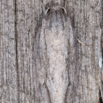 Agriophara (genus) (A Flat-bodied moth (Depressidae) at Melba, ACT - 9 Mar 2022 by kasiaaus