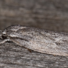 Agriophara (genus) at Melba, ACT - 9 Mar 2022