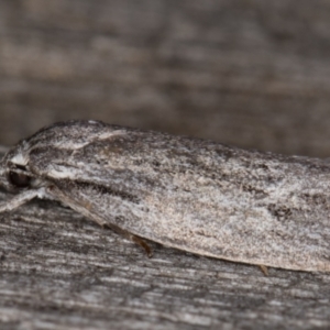 Agriophara (genus) at Melba, ACT - 9 Mar 2022