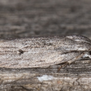 Agriophara (genus) at Melba, ACT - 9 Mar 2022