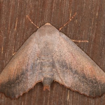 Monoctenia smerintharia (Dark Leaf Moth) at Melba, ACT - 9 Mar 2022 by kasiaaus