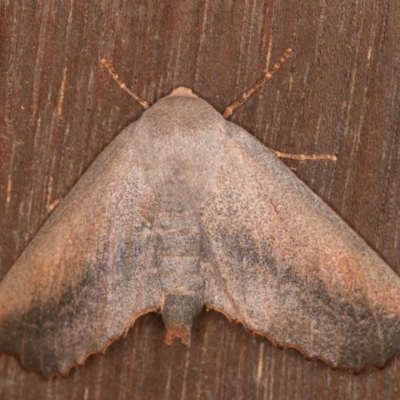 Monoctenia smerintharia (Dark Leaf Moth) at Melba, ACT - 10 Mar 2022 by kasiaaus