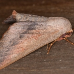 Monoctenia smerintharia at Melba, ACT - 10 Mar 2022