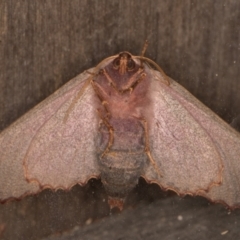 Monoctenia smerintharia at Melba, ACT - 10 Mar 2022