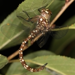 Dendroaeschna conspersa (Wide-faced Darner) at Melba, ACT - 10 Mar 2022 by kasiaaus