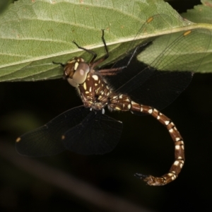 Dendroaeschna conspersa at Melba, ACT - 10 Mar 2022 05:03 PM