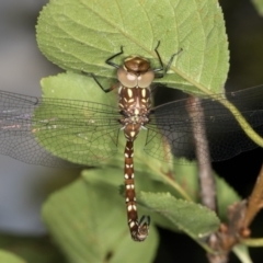 Dendroaeschna conspersa at Melba, ACT - 10 Mar 2022 05:03 PM