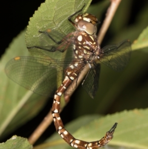 Dendroaeschna conspersa at Melba, ACT - 10 Mar 2022 05:03 PM